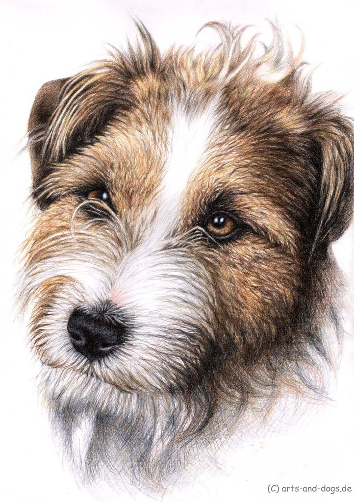 Jack Russell Terrier