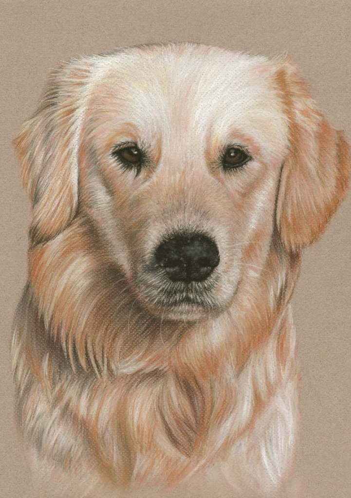 Golden Retriever Portrait