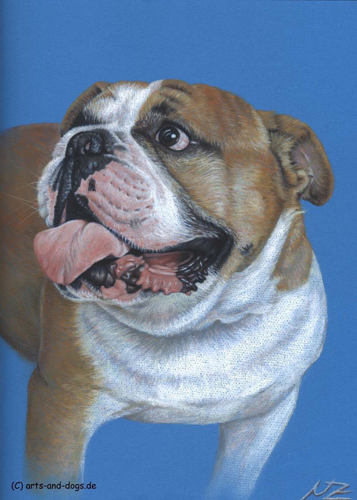 Englische Bulldogge - English Bulldog