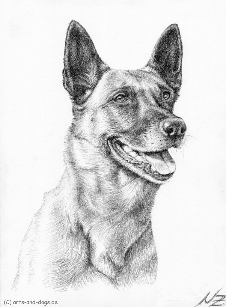 Malinois