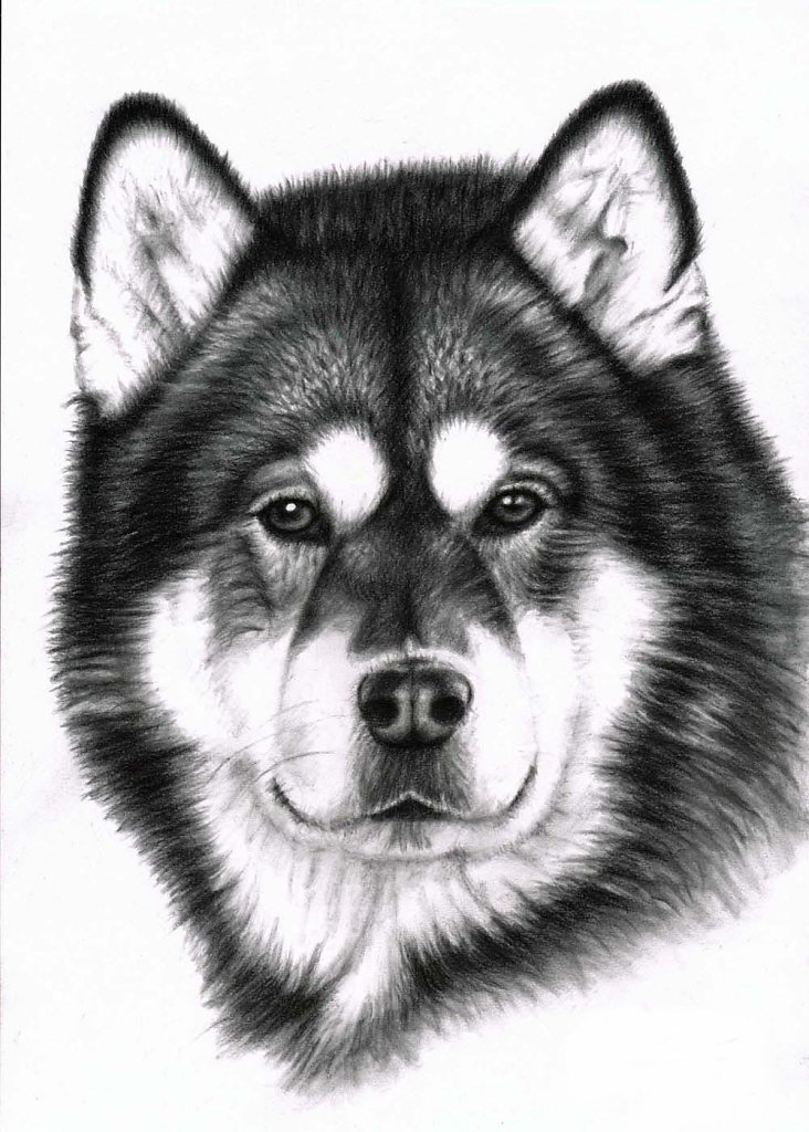 Alaskan Malamute