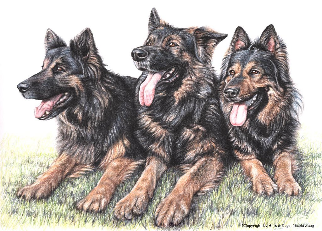 Langhaar-Schäferhunde - German Shepherds