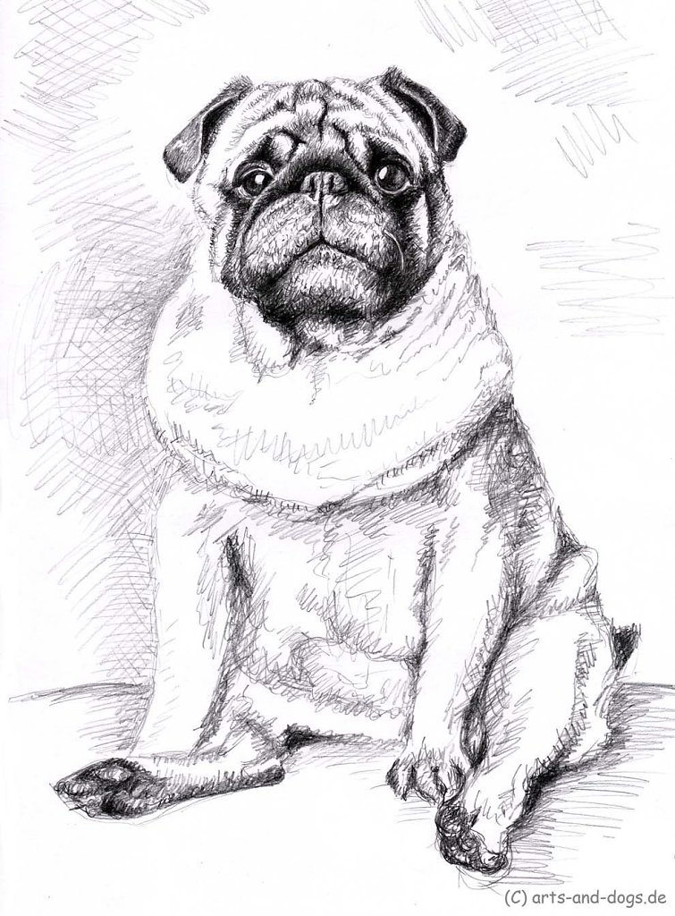 Mops - Pug