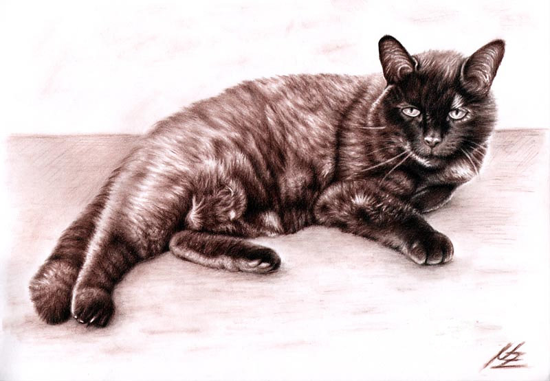 Müde Katze - Tired Cat