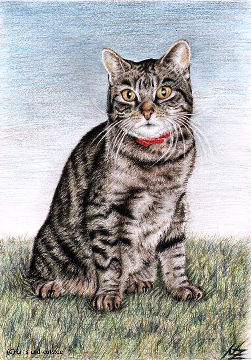 Kleiner Tiger - Little Tiger