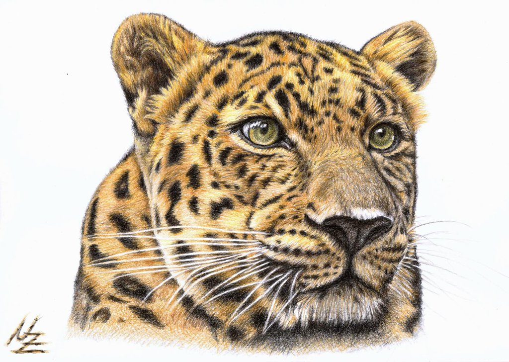 Leopard Portrait