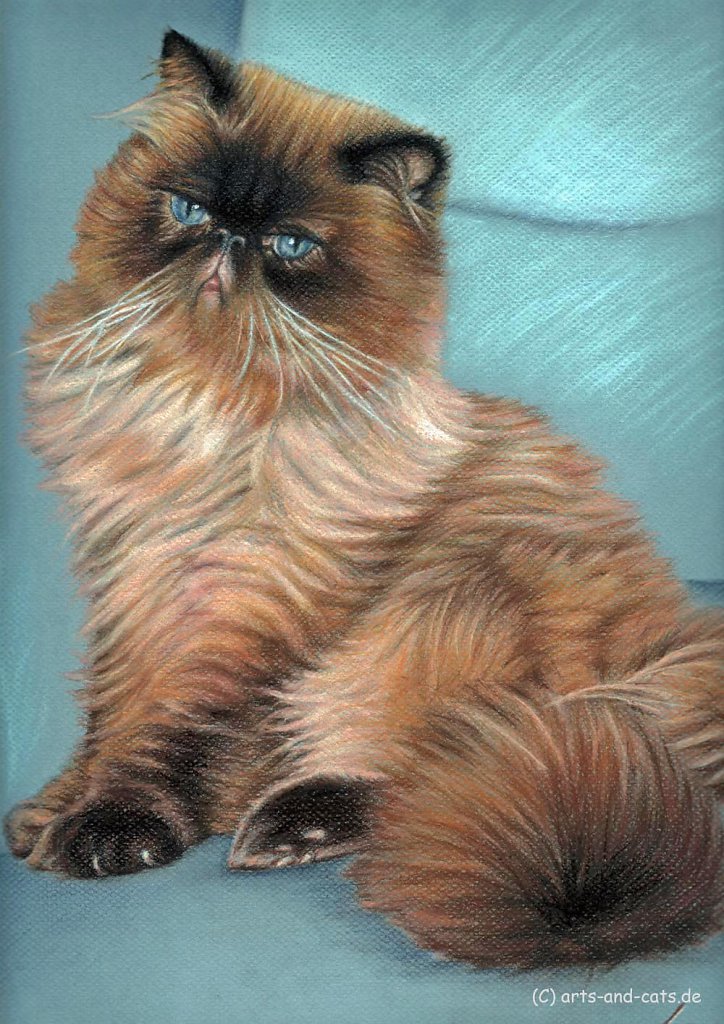 Perserkatze - Persian Cat