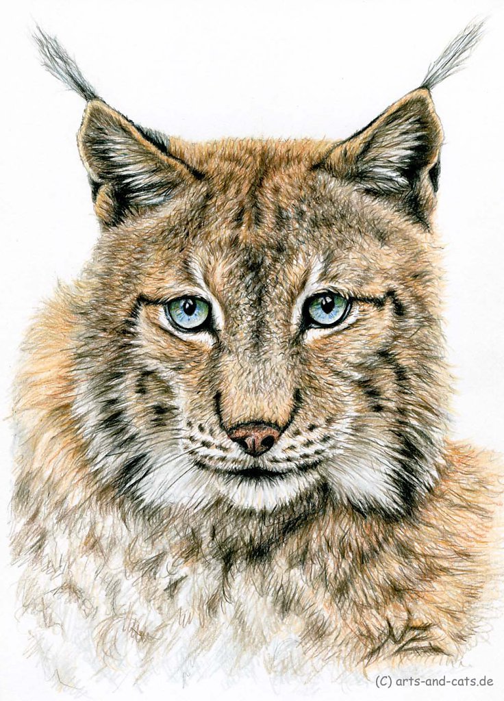 Der Luchs - The Lynx