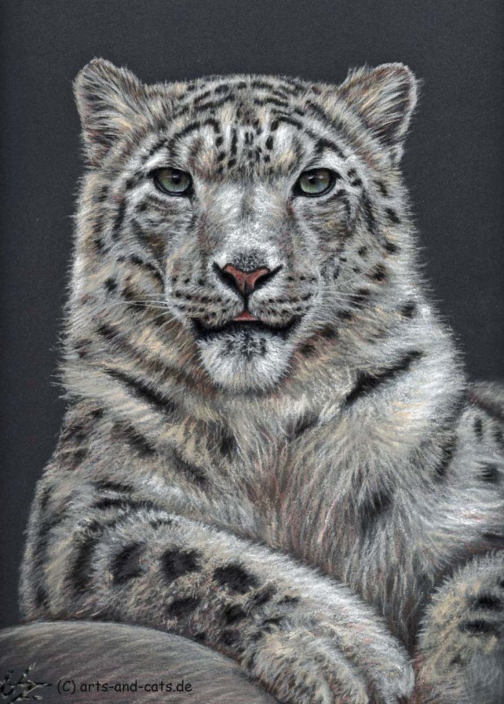 Schneeleopard - Snow Leopard