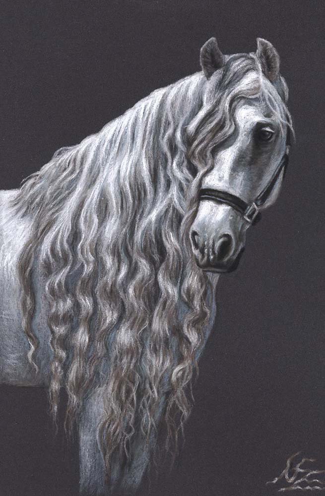 Andalusier - Andalusian Horse