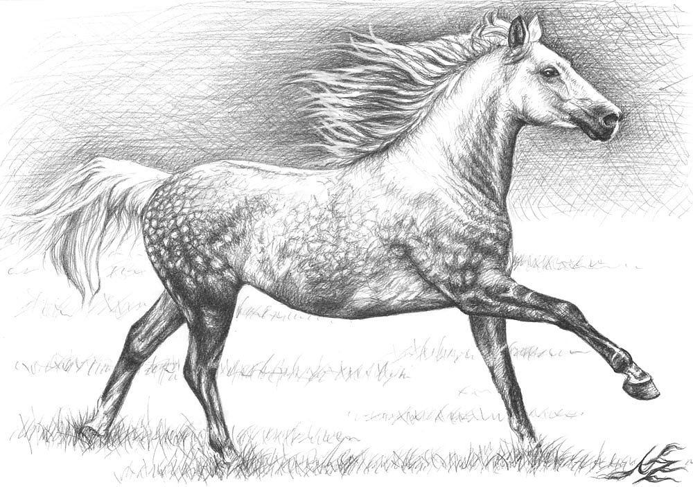 Apfelschimmel - Dappled Grey Horse