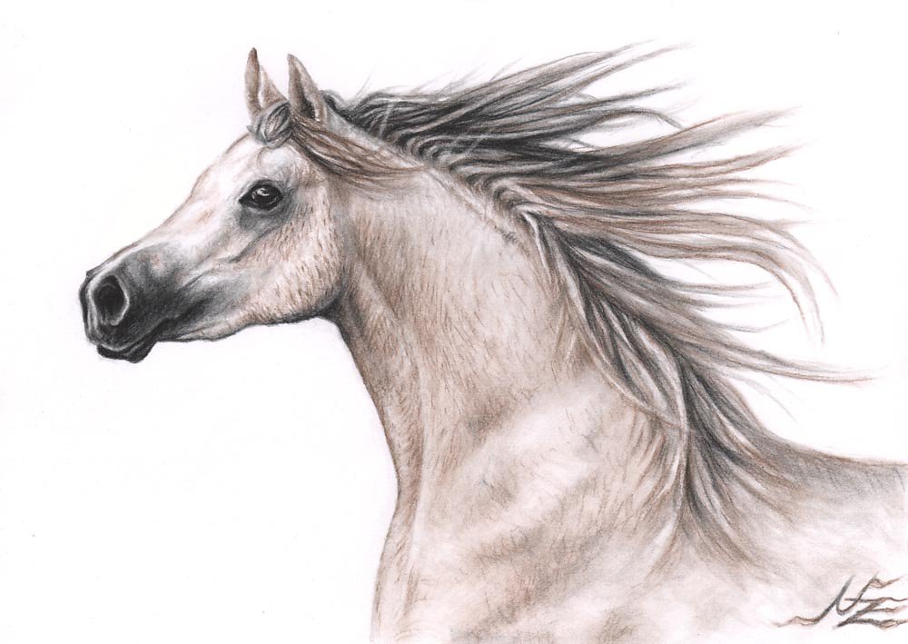 Araber - Arabian Horse