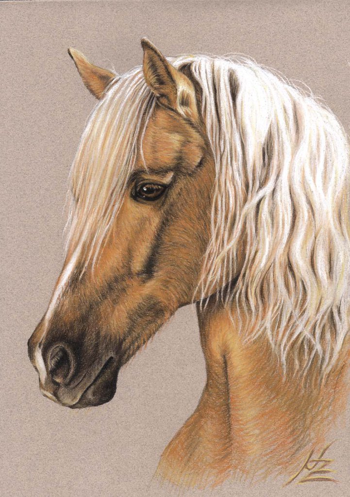 Berber Hengst - Spanish Horse