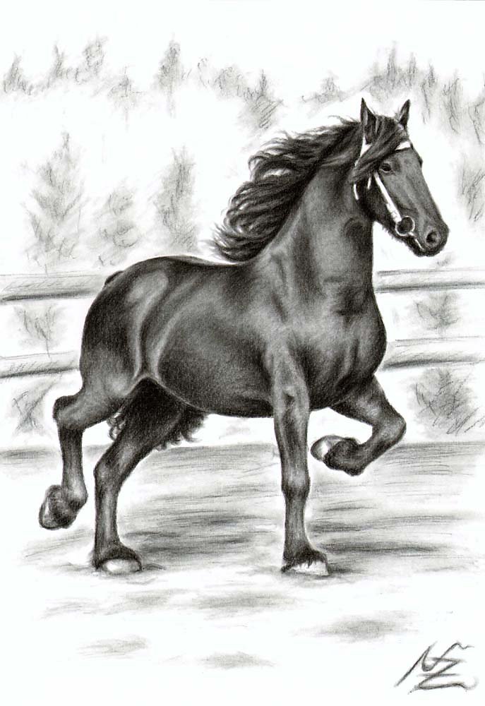 Friesisches Pferd - Friesian Horse