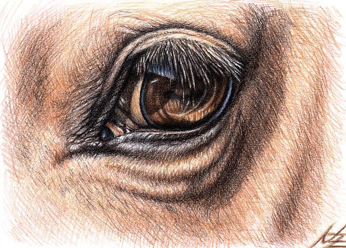 Pferdeauge - Horse Eye