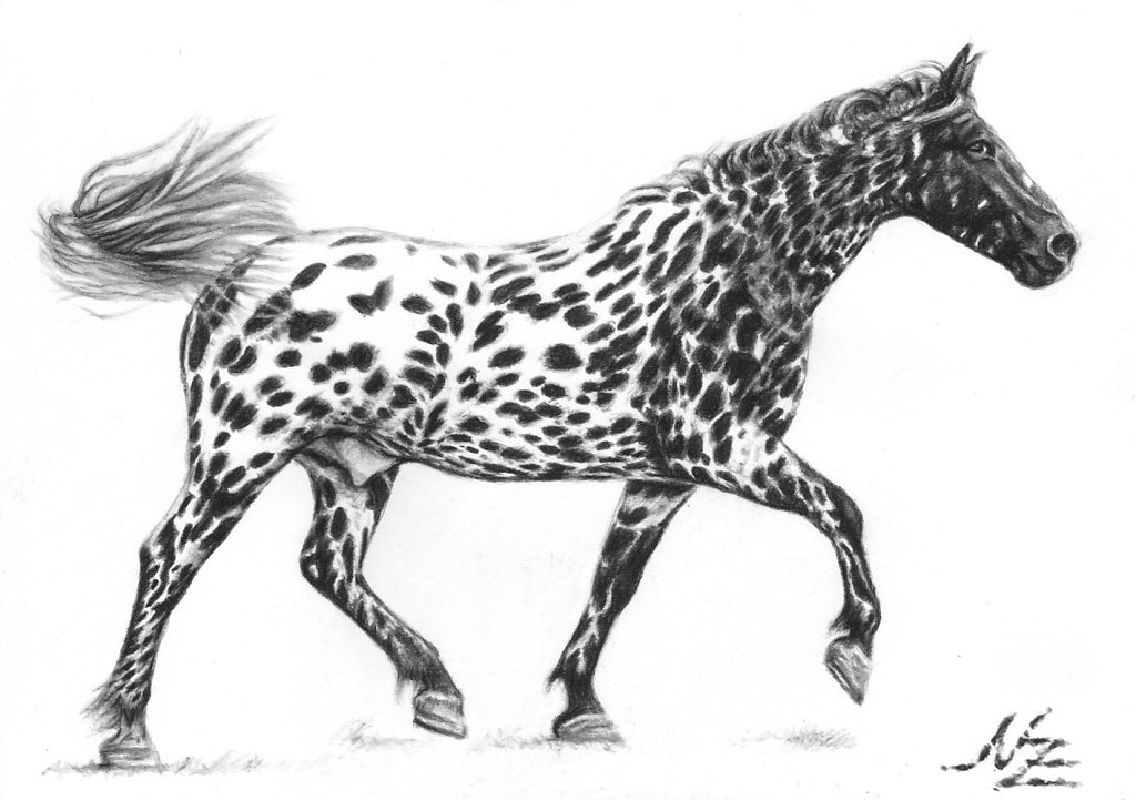 Tigerschecke - Painted Horse