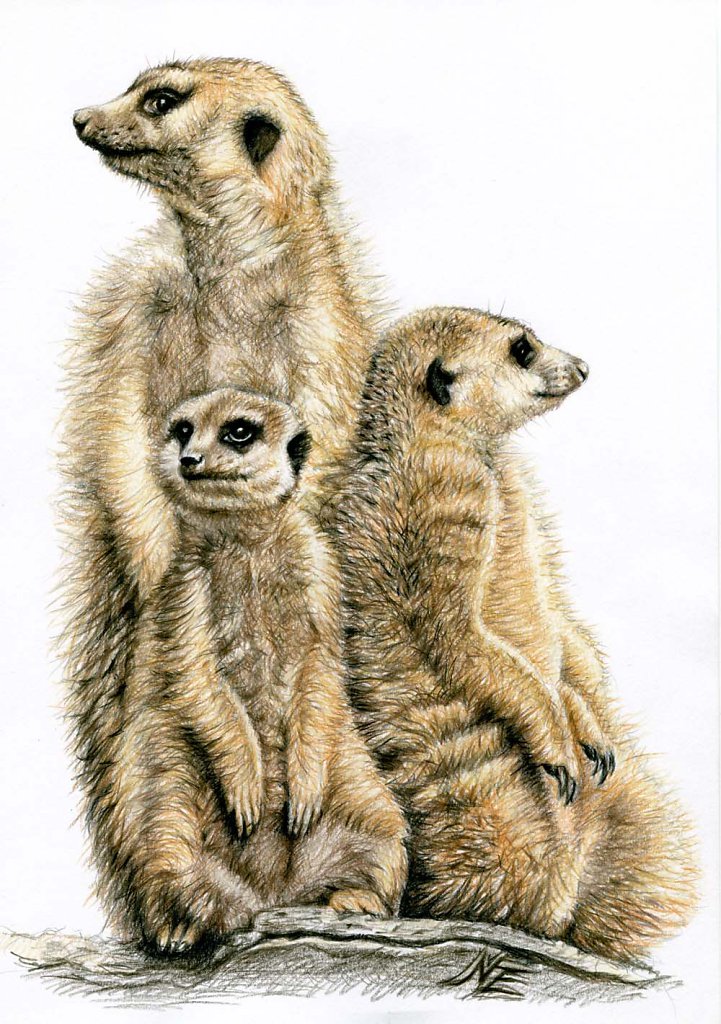Erdmännchen - Meerkats