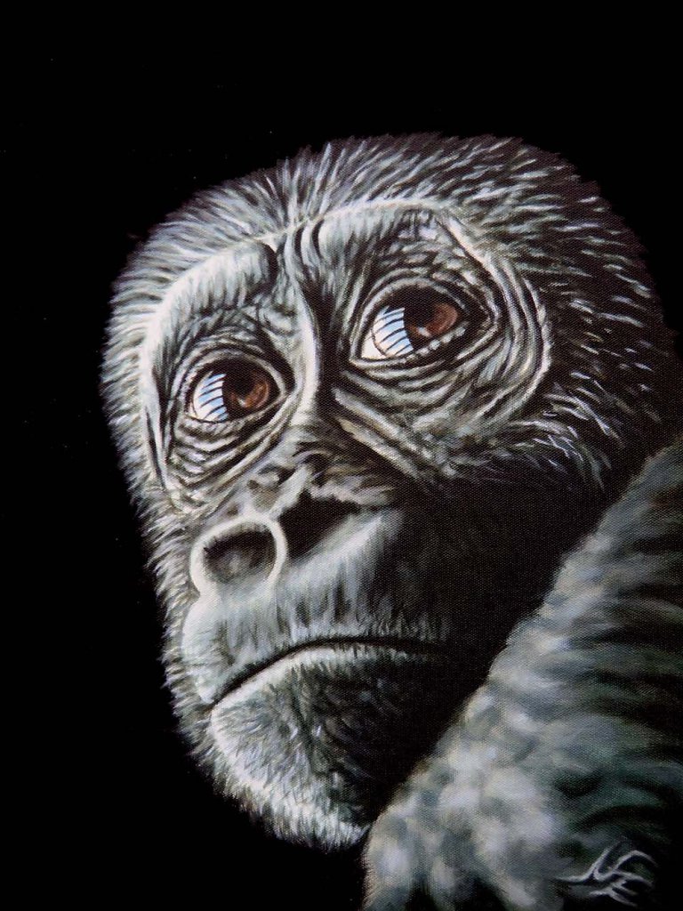 Junger Gorilla - Young Gorilla