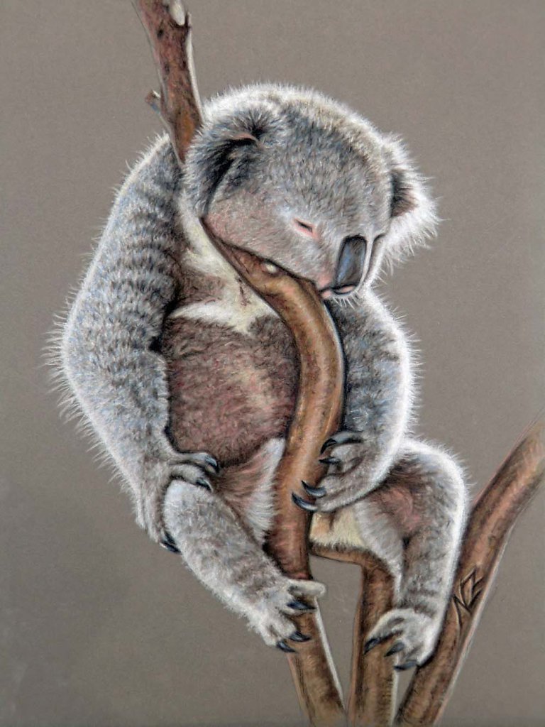 Koala Sleep