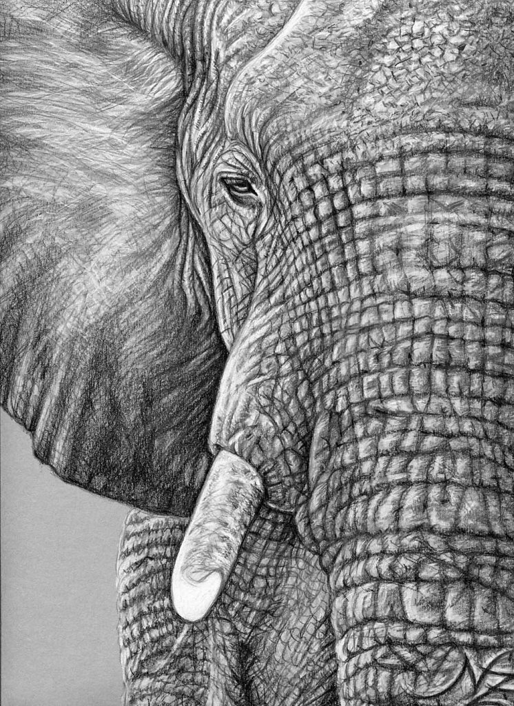 Afrikanischer Elefant - African Elephant