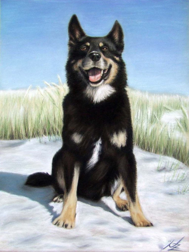 Schäferhund - German Shepherd