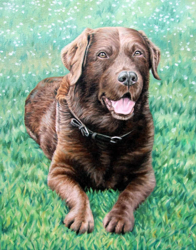 Choco Labrador