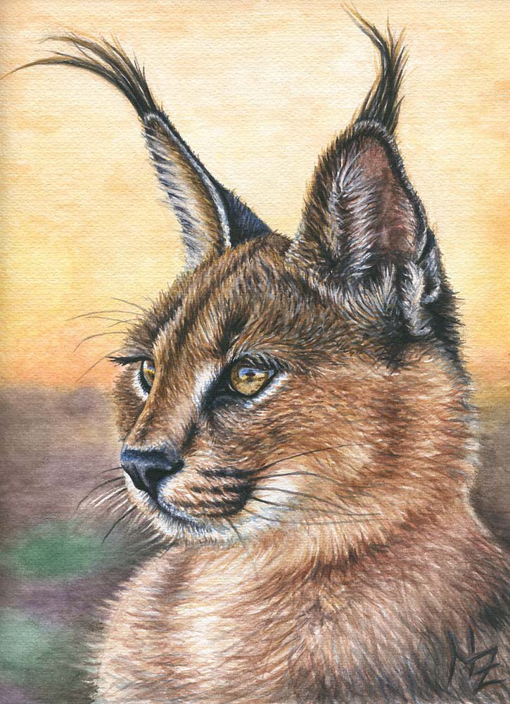 Caracal