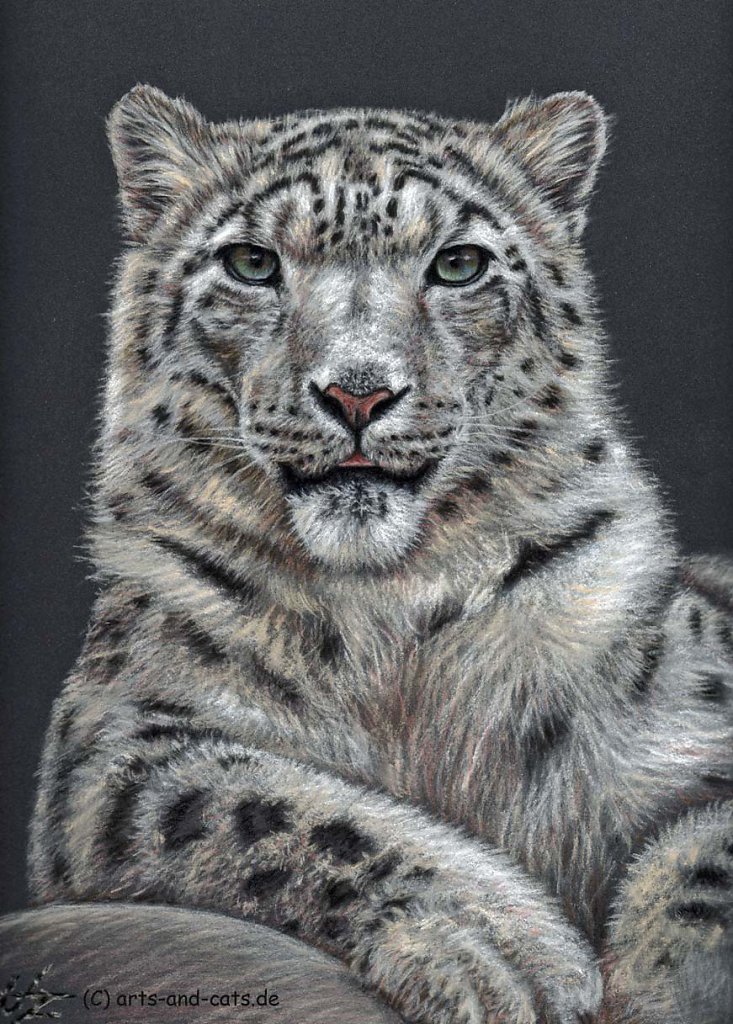 Schneeleopard - Snowleopard