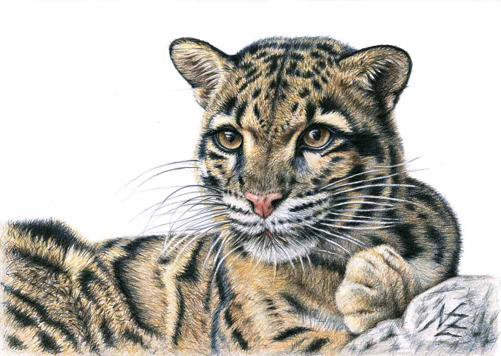 Nebelparder - Clouded Leopard