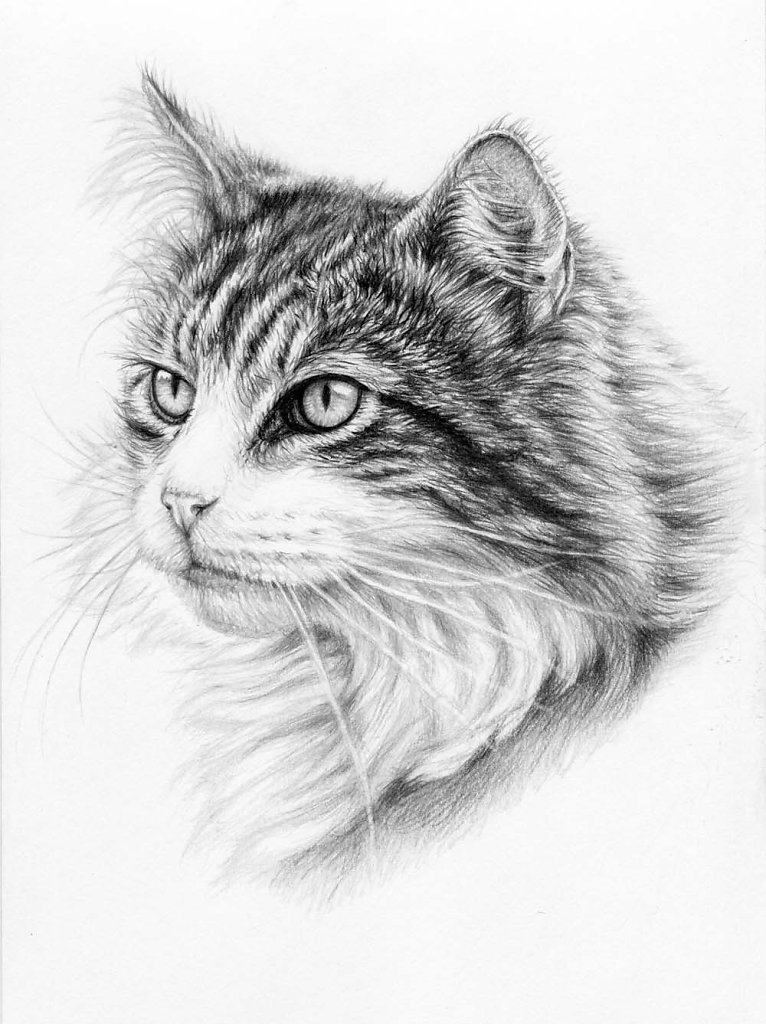 Katzenschönheit - Cat Beauty