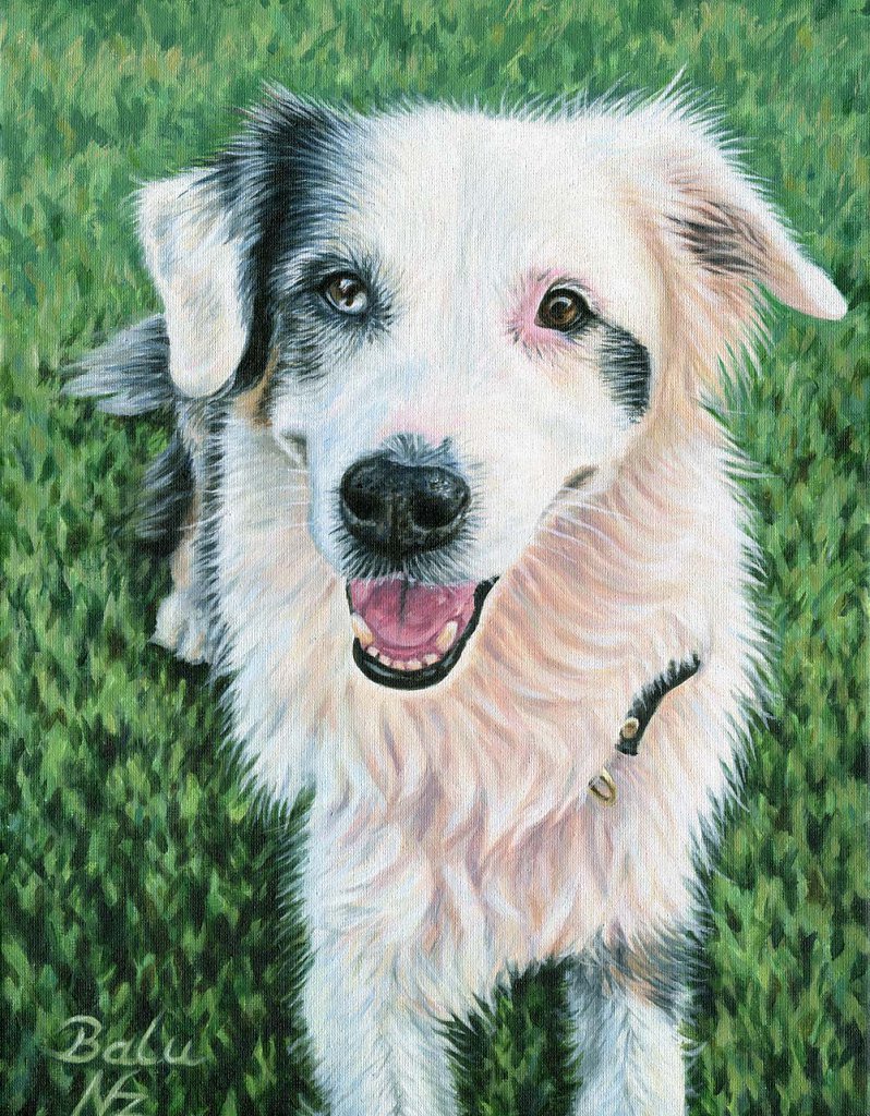 Australian Shepherd Balu