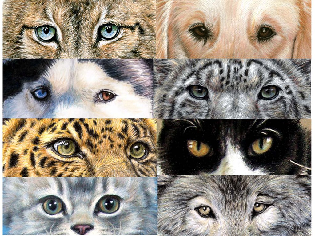 Animal Eyes