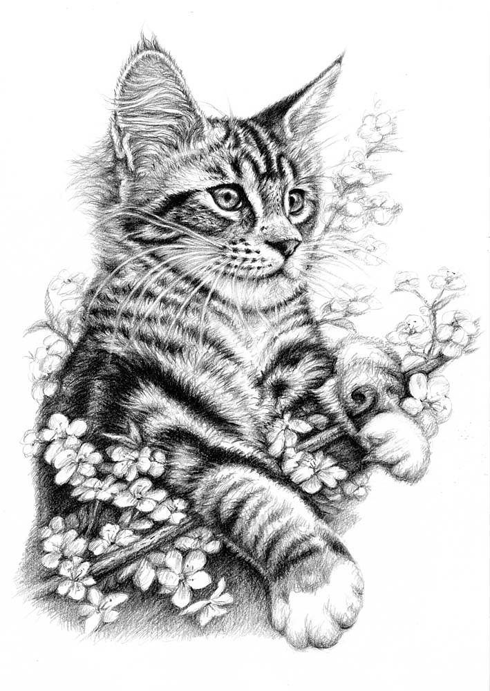 Frühlingskatze - Spring Cat