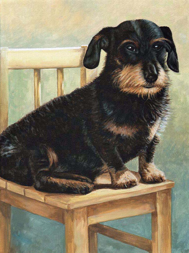 Rauhaardackel - Dachshund