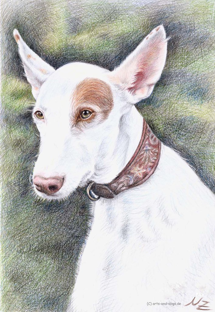 Podenco Ibicenco